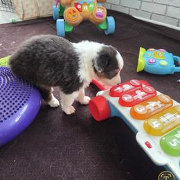 Australian Shepherd and Chow Chow Puppies from Calypso Chow Chows and Australian Shepherds