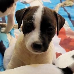 Ivy - Black and white female Jack Russell Terrier puppy in California from Kimberlite