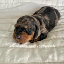 Male 1 - Dapple male Dachshund puppy in Elizabethtown, Kentucky from Lavender and Willow Dachshunds