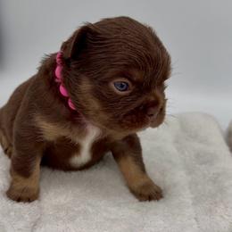 Pink collar Rojo - Liver female French Bulldog puppy in Jefferson City, Missouri from Central Frenchie Haven