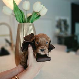 Brown - Red  female Goldendoodle puppy in Miami, Florida from GoldStar Doodles USA