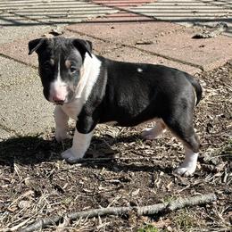 Ivy - Black tan and white female Bull Terrier puppy in Springfield, Ohio from Lynn Hill Bull Terriers