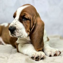 Basset Hound puppies from Lady Mae Bassets