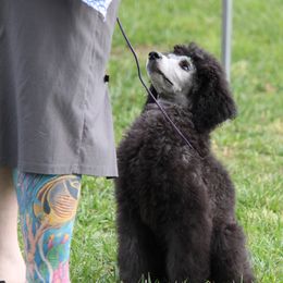 Poodle Puppies from BrioPanache Poodles