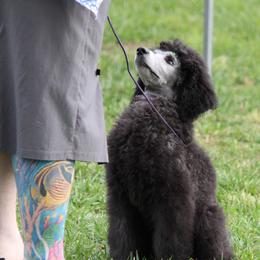 Poodle Puppies from BrioPanache Poodles