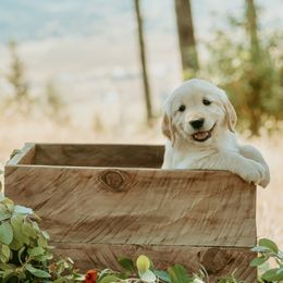 Golden Retriever Puppies from Elevation Retrievers