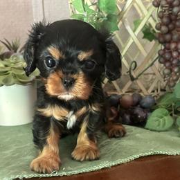 Serena - Black and tan female Cavalier King Charles Spaniel puppy in Oklahoma from Rocky Oak Cavaliers & Biewer Terriers LLC