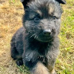Diablo - White boy - Bi-color male German Shepherd puppy in Oakley, California from Von Guadachi German Shepherds & Audacity Border Collies