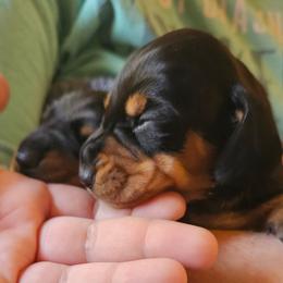 Black and tan male (bigger and lighter tan) - Black and tan male Dachshund puppy in Belle Rive, Illinois from Akin's Miniature Dachshunds, LLC