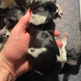 Girl 1 - Black and white female German Shorthaired Pointer puppy in Providence, Kentucky from Dills German Shorthairs