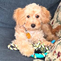 Lila - Cafe au lait female Maltipoo puppy in Mahwah, New Jersey from Awwws-n-Pawws