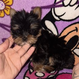 Yorkshire Terrier Puppies from K's Luxurious Yorkies