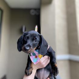 Dachshund All Grown Up from Ruff n’ Tumble
