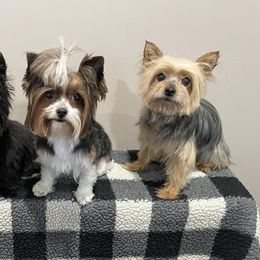 Yorkshire Terriers from Yorkies of Boston