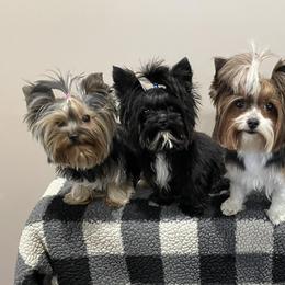 Yorkshire Terriers from Yorkies of Boston