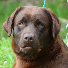 Mandisa - Labrador Retriever