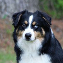 Renegade - Miniature Australian Shepherd
