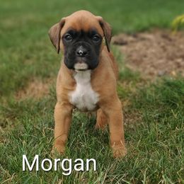 Morgan - Fawn female Boxer puppy in Newville, Pennsylvania from Zimmerman's Pets