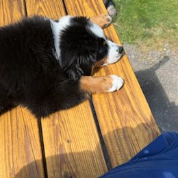 Miniature Australian Shepherd Puppies from Liberty Luck Mini Aussies