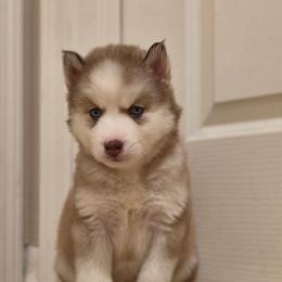 Pochita - Red and white male Siberian Husky puppy in Buckeye, Arizona from Anime Huskies