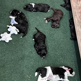 Portuguese Water Dog Puppies from Yellowstone Porties