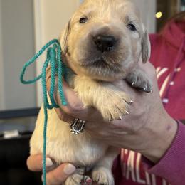 Blue, Aqua, Yellow, Green, Forest-white, Orange - Light golden male Golden Retriever puppy in Yuba City, California from Family Loved Golden Retrievers