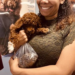 Goldendoodle Puppies from Labradoodleday
