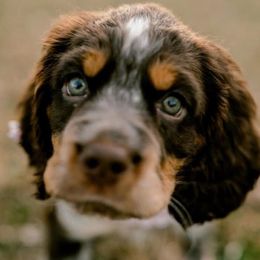 English Springer Spaniel Puppies from Hidden Valley Springers