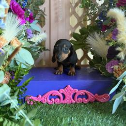 Peter - Black and tan male Dachshund puppy in Wills Point, Texas from Duck Creek Farm
