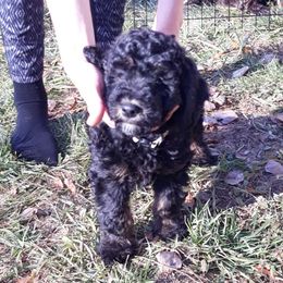 Assorted Doodle Crosses Puppies from Doodles Domain