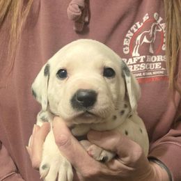 Boy 1 - Dalmatian puppy from Silvercity Dalmatians