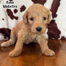 Reba McEntire - Cream female Goldendoodle puppy in Lancaster, Minnesota from North Star Dog Training