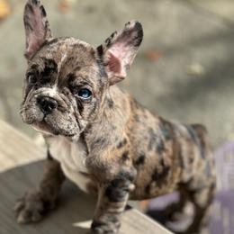 Mantis - Liver female French Bulldog puppy in Thorndale, Pennsylvania from Lorie's French Bulldogs