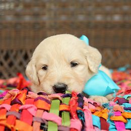 Australian Labradoodle, Bernedoodle, and Goldendoodle Puppies from Golden Fields Doodles