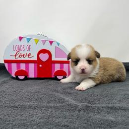 Winter - Red female Pembroke Welsh Corgi puppy in Waco, Texas from The Comma Corgis
