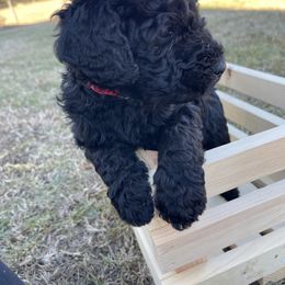 Labradoodle Puppies from Ross Farm Doodles