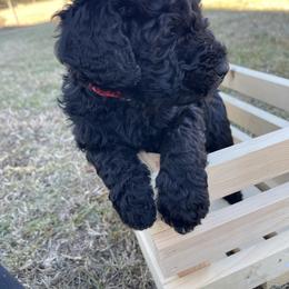 Labradoodle Puppies from Ross Farm Doodles