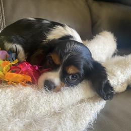 Girl 1 - Tri-color female Cavalier King Charles Spaniel puppy in Mesa, Arizona from Bubble-ishous Cavaliers, Cavapoos and Portadoodles