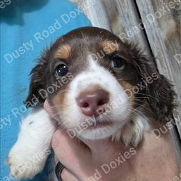 Jared - Piebald male Dachshund puppy in Blanchard, Oklahoma from Dusty Road Doxies
