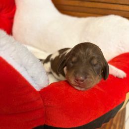 Alvin - Piebald male Dachshund puppy in Olathe, Colorado from Rocking LJ Breeding