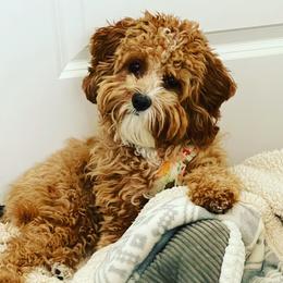 Rosie - Cavapoo