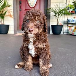 Cinnamon - Phantom female Goldendoodle puppy in Brooksville, Florida from Spring Prairie Doodles