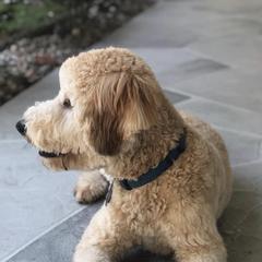 Whoodles from My Whoodle