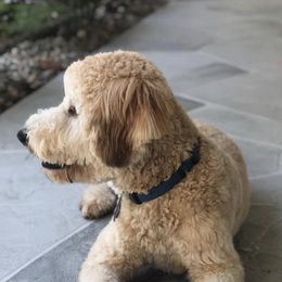 Whoodles from My Whoodle