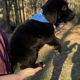 Boy green - Black male Labrador Retriever puppy in Ruth, Mississippi from Red White & True Labradors