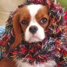 Cavalier King Charles Spaniels from Robins Pups