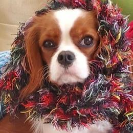 Cavalier King Charles Spaniels from Robins Pups