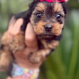 Dora - Black and tan female Yorkshire Terrier puppy in Tangipahoa County, Louisiana from Riche’ Louisiana Yorkies