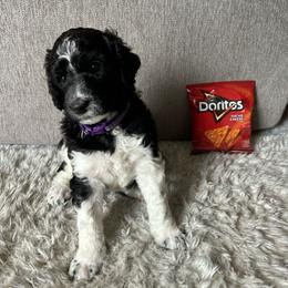 Dorito - Black female Poodle puppy in Richland, Washington from Sageland Poodles