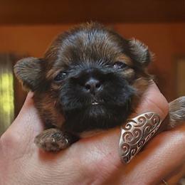 Noodles - Red female Shih Tzu puppy in Nekoosa, Wisconsin from Brox Acres House of Fur LLC